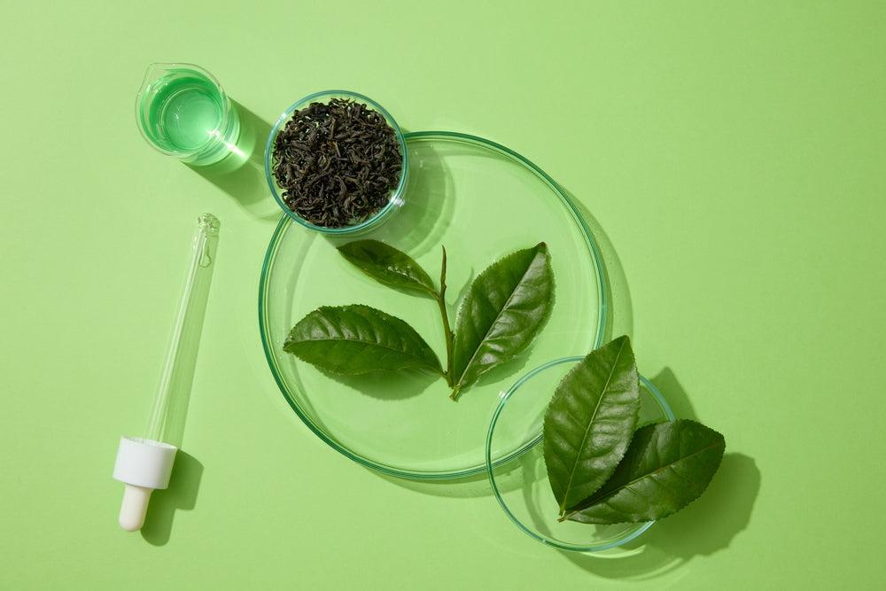 Dr. Ceuracle Vegan Kombucha Tea Essence